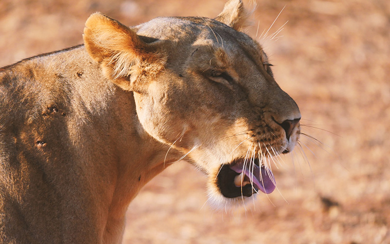 11 Days Simba Safari