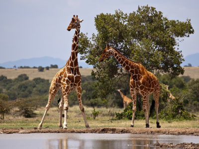 8 Days Samburu-Duma Safari