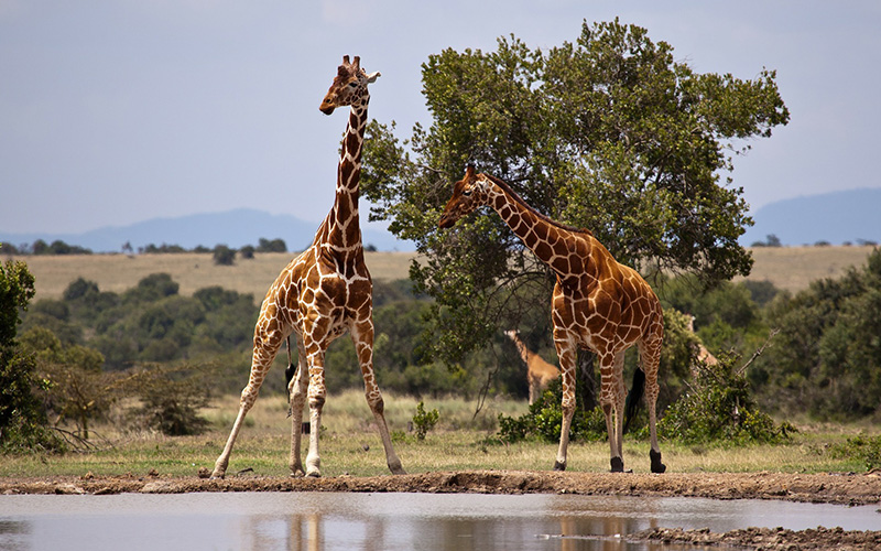 8 Days Samburu-Duma Safari