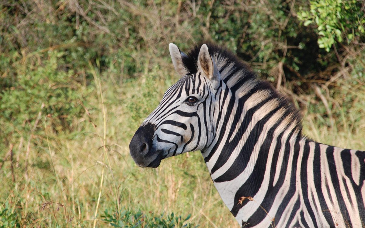 Breathtaking Wildlife