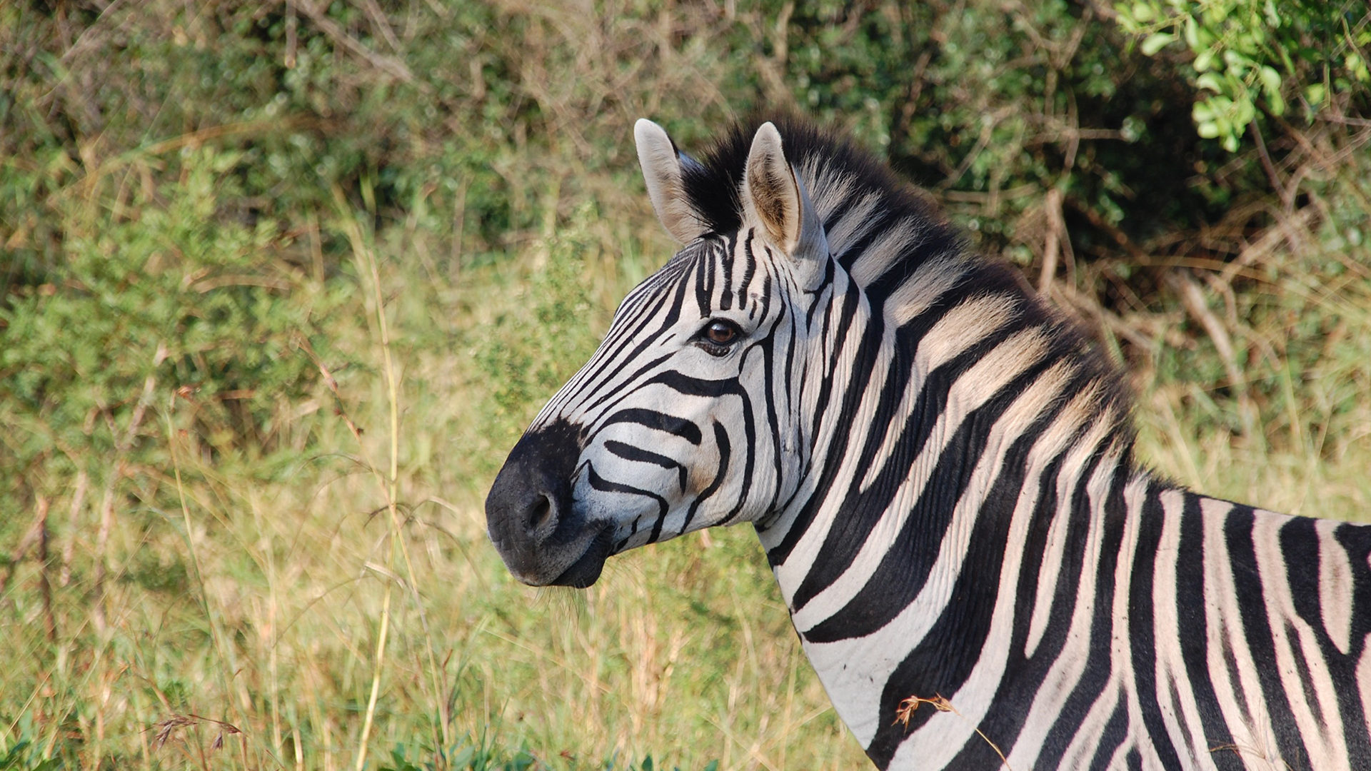 Breathtaking Wildlife